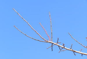 梅の剪定 梅の木の剪定 時期 梅の剪定の仕方 うめの剪定方法